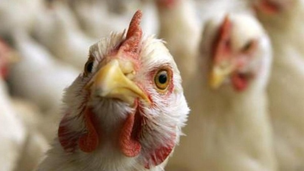 Posible ingreso de gripe aviar preocupa a avicultores - Noticias Paraguay