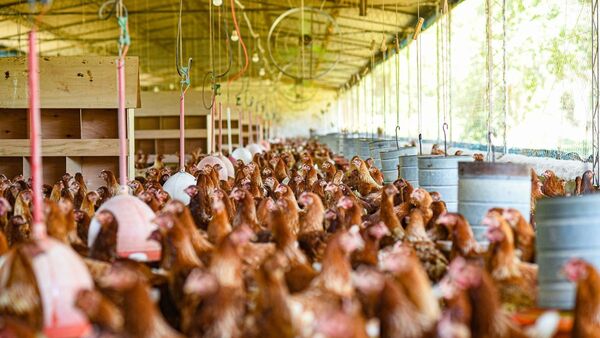Alto riesgo de ingreso de gripe aviar preocupa a avicultores del país