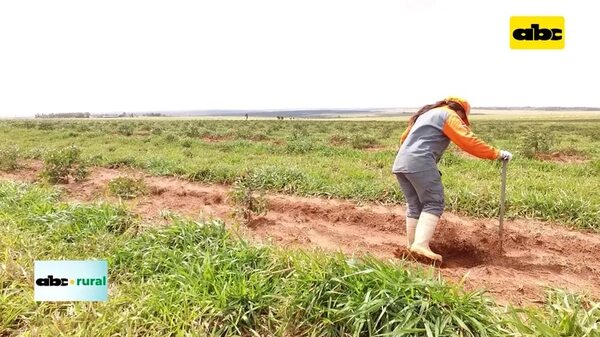 Paraguay con futuro en silvicultura, pero debe unir procesos - ABC Rural - ABC Color