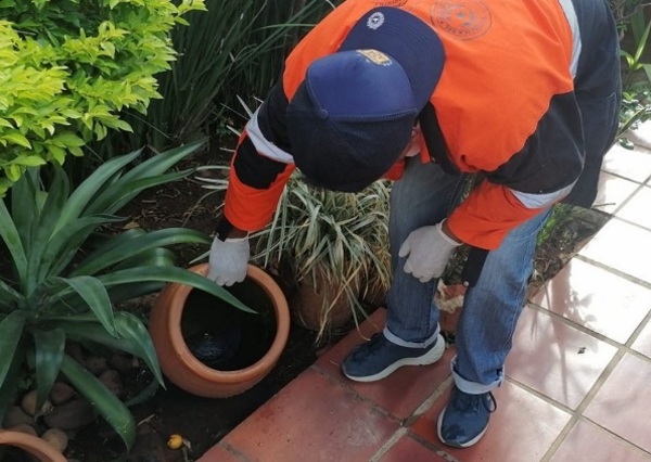 Salud reporta casi 12.000 casos de chikungunya en las últimas semanas