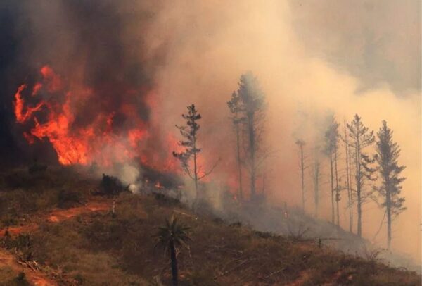 El 25 % de los incendios en el sur de Chile son intencionales - Megacadena — Últimas Noticias de Paraguay