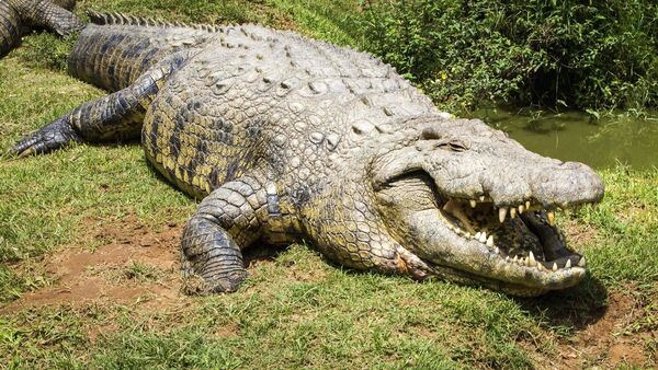 Cocodrilo mata a octagenaria cuando paseaba a su perro