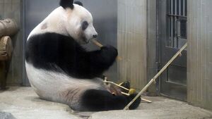 Osa panda nacida en Japón regresa a China para buscar novio