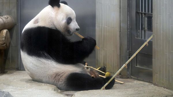 Osa panda nacida en Japón regresa a China para buscar novio