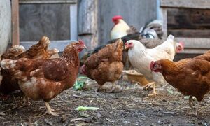 Frontera es la más susceptible para aparición de casos de gripe aviar y piden informar ante aparición de síntomas