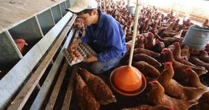 La Nación / Senacsa abordará con productores planes de acción ante gripe aviar