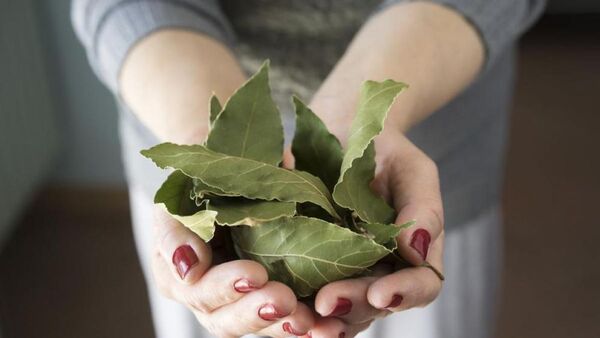 ¿Sabías que el laurel sirve para eliminar los malos olores del hogar?