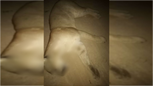 Líder indígena denuncia que capataz de estancia mató de la nada a un puma