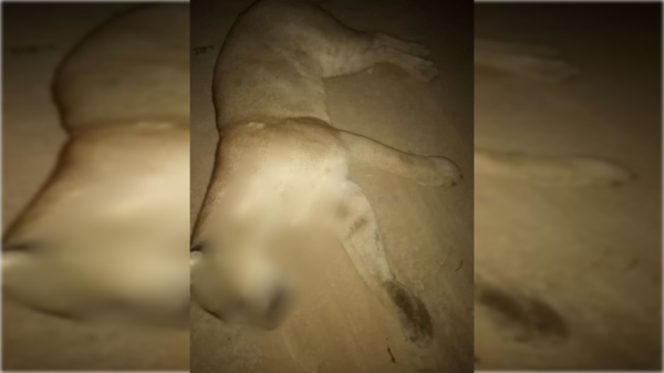 Líder indígena denuncia que capataz de estancia mató de la nada a un puma