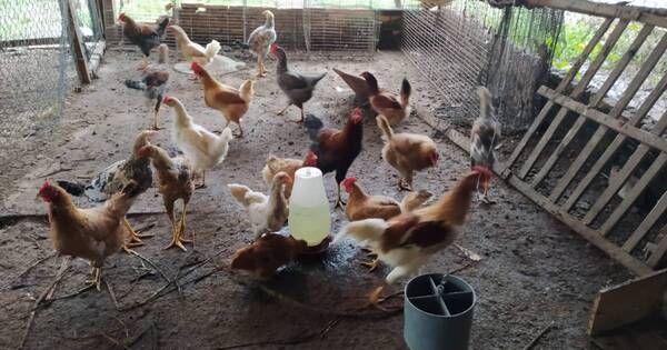 La Nación / Inquietud de sector avícola aumenta por falta de control a gallinas criadas al aire libre