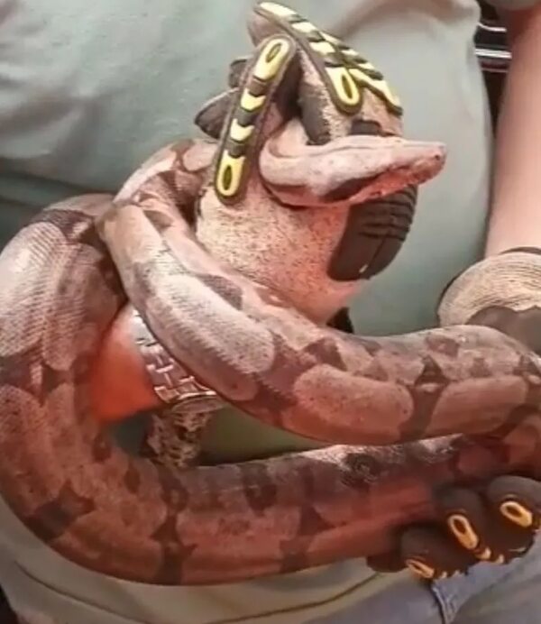 Encuentran un serpiente dentro del motor de una camioneta - ABC en el Este - ABC Color