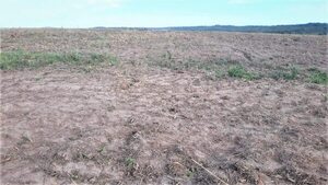 Denuncian que deforestación para cultivo de soja pone en riesgo al lago Ypoá - Nacionales - ABC Color