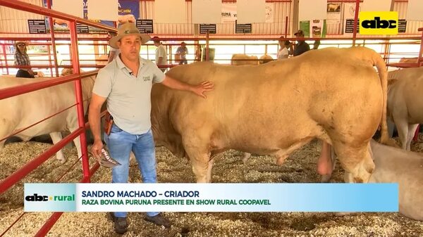 Raza bovina Puruna presente en Show Rural Coopavel - ABC Rural - ABC Color