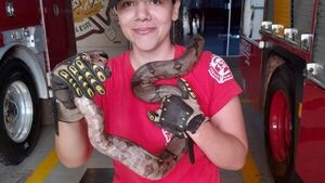 Serpiente aparece en una camioneta estacionada en un supermercado 
