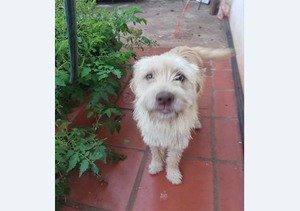 Apelan a la ciudadanía para encontrar al perro Hongui | DIARIO PRIMERA PLANA