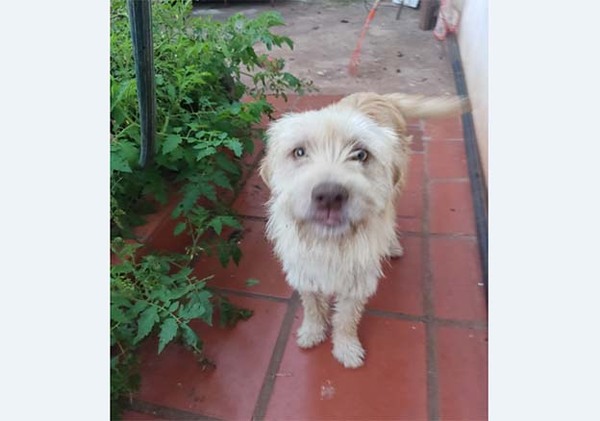 Apelan a la ciudadanía para encontrar al perro Hongui | DIARIO PRIMERA PLANA