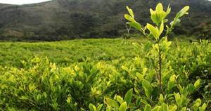 La Nación / Pedirán eliminar la hoja de coca de la lista de sustancias prohibidas de la ONU