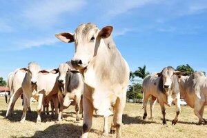 Caso de enfermedad de las vacas locas es confirmado en Brasil