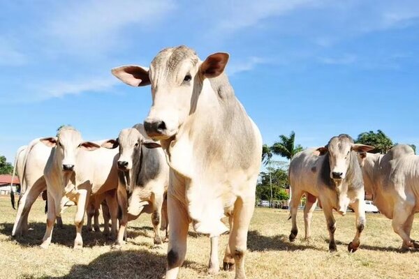 Caso de enfermedad de las vacas locas es confirmado en Brasil