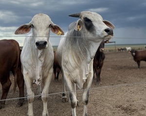 Brasil confirmó caso atípico de vaca loca y la suspensión de la exportación a China