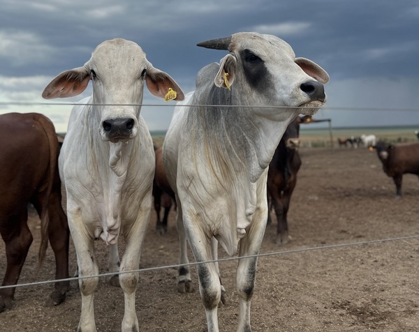 Brasil confirmó caso atípico de vaca loca y la suspensión de la exportación a China