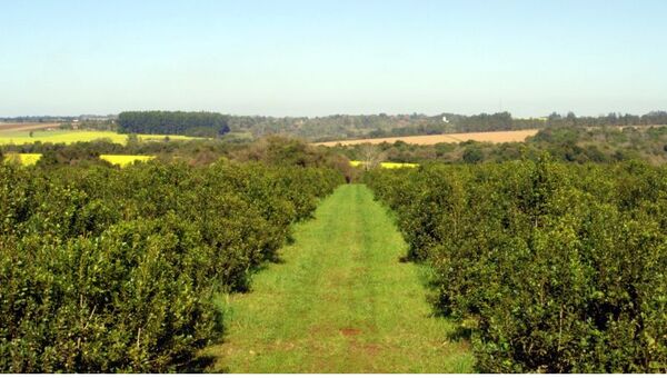 Turismo con tereré: Ruta de la Yerba Mate y Festival del Tereré homenajean a la bebida