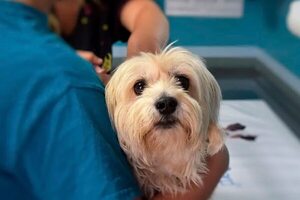 Mascotas: importancia de los cuidados preventivos - Mascotas - ABC Color