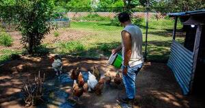 La Nación / Inquieta el nulo control de cría al aire libre de gallinas