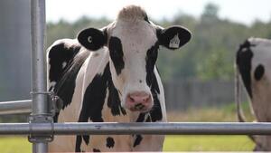 Posible caso de "vaca loca" en Brasil: ¿Qué es, cuáles son los síntomas y cómo prevenir? - Megacadena — Últimas Noticias de Paraguay