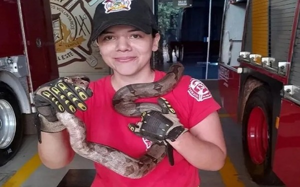 Diario HOY | Entró al súper y al salir encontró una serpiente en el motor de su auto