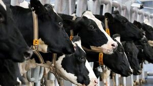 Brasil detecta caso de vacas locas en el estado amazónico de Pará