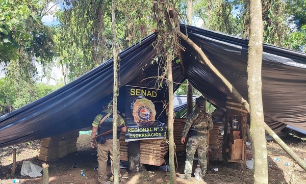 SENAD anula 3,5 toneladas de marihuana y campamento narco