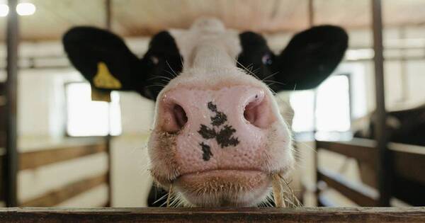 La Nación / Brasil confirma un caso de la enfermedad de las vacas locas