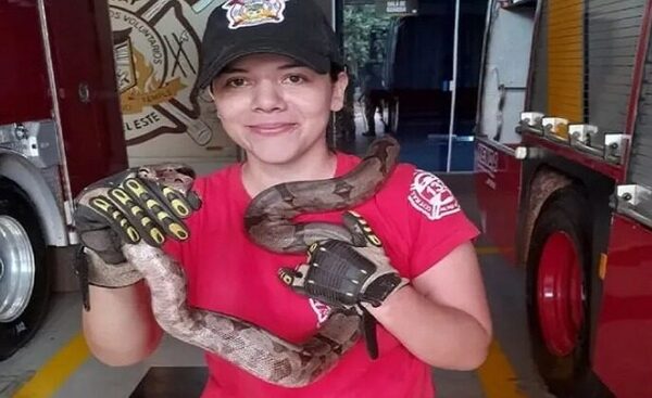 Entró al súper y al salir encontró una serpiente en el motor de su auto