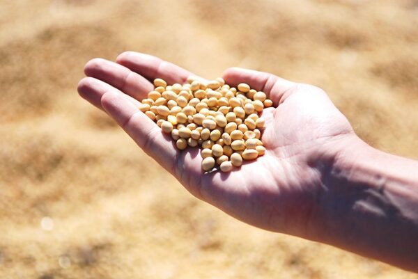 Cosecha de soja en A. Paraná llega al 55% con rendimiento promedio de 3.000 kg/ha - La Clave