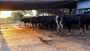 Caso de vaca loca en Brasil no es un peligro para Paraguay, dice Senacsa 