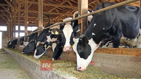 BRASIL CONFIRMA UN CASO DE LA ENFERMEDAD DE LAS VACAS LOCAS - Itapúa Noticias