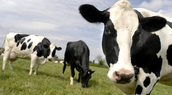 Diario HOY | Brasil detecta “vaca loca” y suspende exportaciones a China: ¿Riesgo para Paraguay?