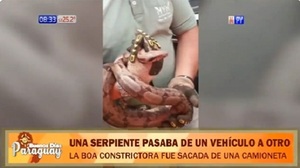 Hallan una boa constrictora en un vehículo en CDE