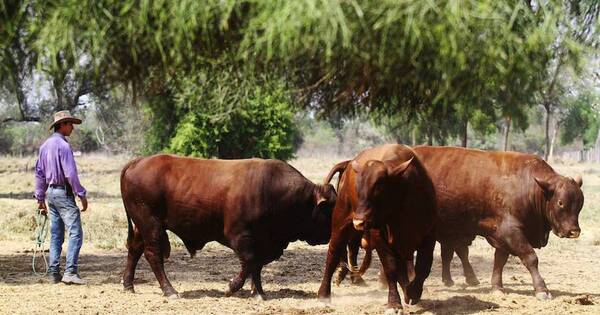 La Nación / Caso de vaca loca en Brasil podría afectar precios de productores primarios, refiere ARP