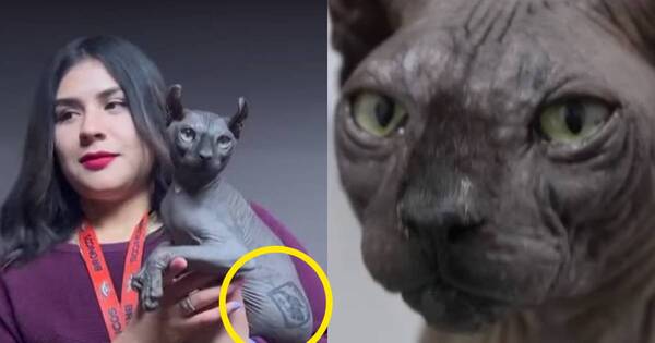La Nación / “Gato preso”: en México ofrecen en adopción a mascota de criminales
