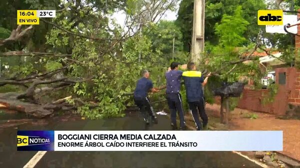 Enorme árbol caído interfiere el tránsito - ABC Noticias - ABC Color