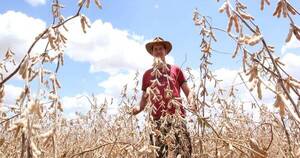 La Nación / Área agrícola presentará lluvias de intensidad y luego descenso de temperatura, dice Capeco