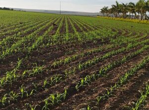Zafriña de maíz empieza con buen clima, apuntando a cubrir 1.000.000 de hectáreas - Nacionales - ABC Color