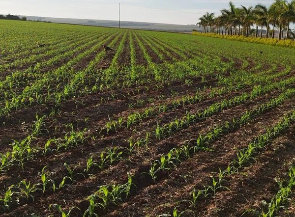 Zafriña de maíz empieza con buen clima, apuntando a cubrir 1.000.000 de hectáreas - Nacionales - ABC Color