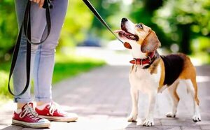 Cuidados básicos para los animales de compañía - Mascotas - ABC Color