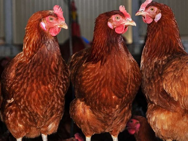 En Argentina suspenden venta interna de aves por brote de gripe aviar - La Tribuna