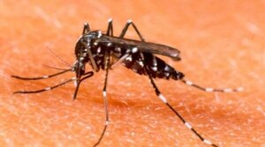 Muertos por chikunguña suman 28, entre ellos, cuatro bebés - Radio Imperio