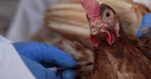 La Nación / Argentina: Córdoba lidera casos de gripe aviar en aves de traspatio