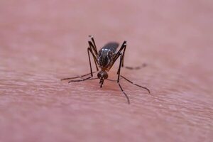 Chikunguña: suben consultas por manifestaciones neurológicas - Nacionales - ABC Color